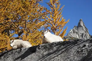 Images Dated 6th October 2010: WA, Alpine Lakes Wilderness, Enchantment Lakes, WA, Mountain Goats (Oreamnos americanus)