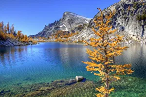 Images Dated 9th March 2011: WA, Alpine Lakes Wilderness, Enchantment Lakes, Golden Larch tree, along Perfection Lake