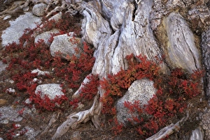 WA, Alpine Lakes Wilderness, Enchantment Lakes, Huckleberry leaves and larch tree roots