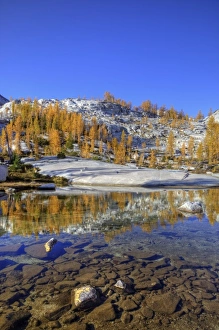 WA, Alpine Lakes Wilderness, Enchantment Lakes, Golden Larch trees at Magic Meadow