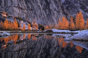 WA, Alpine Lakes Wilderness, Enchantment Lakes, Golden Larch trees reflected in Gnome