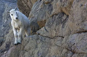 Prints of WA, Alpine Lakes Wilderness, Ingalls Lake area, Kid (baby) goat on cliff Images Dated 2019 November: WA, Alpine Lakes Wilderness, Ingalls Lake area, Kid (baby) goat on cliff