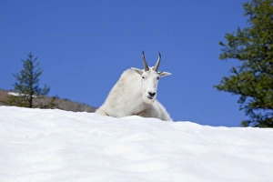Images Dated 13th August 2011: WA, Alpine Lakes Wilderness, Ingalls Lake area, Billy Goat on snow