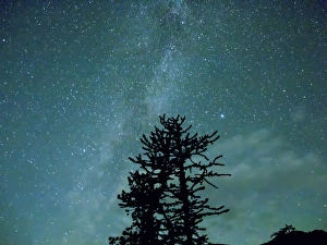 Milky Way Prints: WA, Alpine Lakes Wilderness, Ingalls Pass, Milky Way and trees