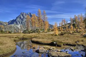 WA, Alpine Lakes Wilderness, Mount Stuart with golden larch trees