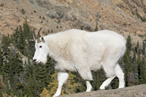 Images Dated 29th September 2015: WA, Alpine Lakes Wilderness, Mountain goat