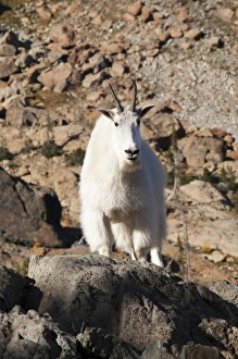 Images Dated 13th October 2010: WA, Alpine Lakes Wilderness, mountain goat