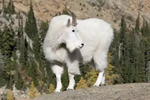 Public Lands Prints: WA, Alpine Lakes Wilderness, Mountain goat; Billy goat