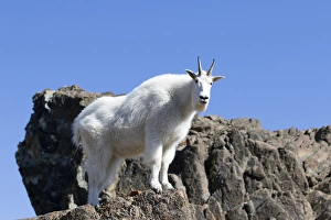 Public Lands Prints: WA, Alpine Lakes Wilderness, Mountain goat, Nanny