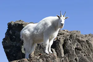 Prints of WA, Alpine Lakes Wilderness, Mountain goat, Nanny Images Dated 2019 November: WA, Alpine Lakes Wilderness, Mountain goat, Nanny