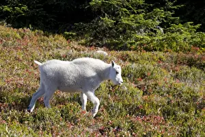 WA, Alpine Lakes Wilderness, Mountain Goat (Oreamnos americanus), Young kid goat