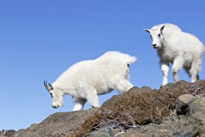 Images Dated 29th September 2015: WA, Alpine Lakes Wilderness, Mountain goats, Nanny and Kid