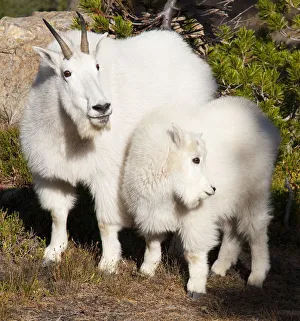 Prints of WA, Alpine Lakes Wilderness, mountain goats, nanny and kid Images Dated 2019 November: WA, Alpine Lakes Wilderness, mountain goats, nanny and kid