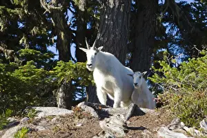 Images Dated 15th September 2008: WA, Alpine Lakes Wilderness, Mountain Goats (Oreamnos americanus), Nanny goat and kid
