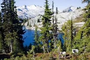 Images Dated 15th September 2008: WA, Alpine Lakes Wilderness, Mountain Goats (Oreamnos americanus), Nanny goat and kid