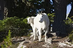 Images Dated 15th September 2008: WA, Alpine Lakes Wilderness, Mountain Goats (Oreamnos americanus), Nanny goat and kid