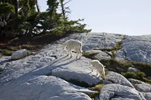 Images Dated 14th September 2008: WA, Alpine Lakes Wilderness, Mountain Goats (Oreamnos americanus), Nanny goat and kid