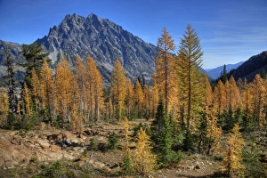 Images Dated 13th October 2010: WA, Alpine Lakes Wilderness, Mt. Stuart with golden larch trees