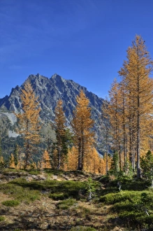 Images Dated 13th October 2010: WA, Alpine Lakes Wilderness, Mt. Stuart with golden larch trees