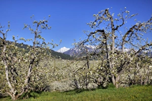 Images Dated 10th May 2011: WA, Chelan County, Dryden, pear orchard in bloom