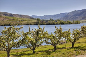 Images Dated 10th May 2011: WA, Chelan County, orchard along the Columbia River