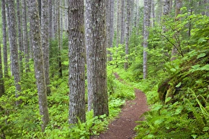 Images Dated 4th June 2012: WA, Gifford Pinchot National Forest, Lewis River trail