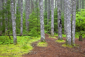Images Dated 4th June 2012: WA, Gifford Pinchot National Forest, Lewis River trail