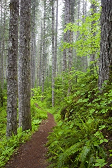 Images Dated 4th June 2012: WA, Gifford Pinchot National Forest, Lewis River trail