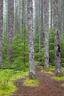 Images Dated 4th June 2012: WA, Gifford Pinchot National Forest, Lewis River trail (MR)