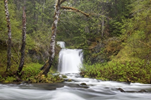 Public Lands Prints: WA, Gifford Pinchot National Forest, Twin Falls, Twin Falls Creek empties into