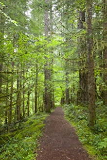 Images Dated 4th June 2012: WA, Gifford Pinchot National Forest, Lewis River tral, l near Curly Creek Falls
