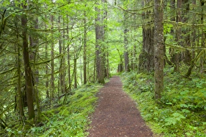Images Dated 4th June 2012: WA, Gifford Pinchot National Forest, Lewis River tral, l near Curly Creek Falls
