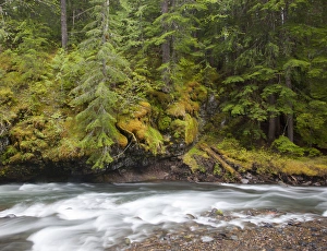 Images Dated 4th June 2012: WA, Gifford Pinchot National Forest, Lewis River