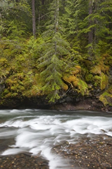 Images Dated 4th June 2012: WA, Gifford Pinchot National Forest, Lewis River