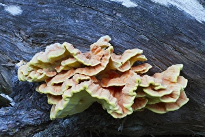 Public Lands Prints: WA, Glacier Peak Wilderness, Sulphur Shelf Mushroom, Laetiporus conifericola