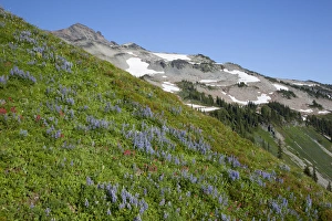 WA, Goat Rocks Wilderness, Subalpine Lupine covered hillside and Goat Rocks in background