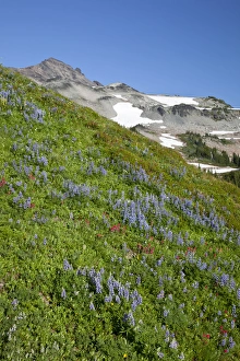 Public Lands Prints: WA, Goat Rocks Wilderness, Subalpine Lupine covered hillside and Goat Rocks in background