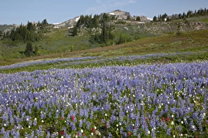 Images Dated 17th August 2012: WA, Goat Rocks Wilderness, Subalpine lupine wildflower meadow with Goat Rocks