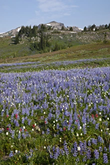 WA, Goat Rocks Wilderness, Subalpine lupine wildflower meadow with Goat Rocks