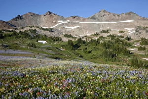 Images Dated 17th August 2012: WA, Goat Rocks Wilderness, Wildflower alpine meadow with Goat Rocks