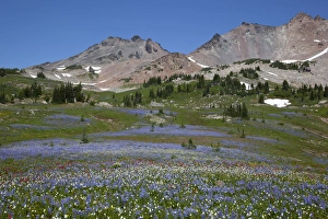 Images Dated 17th August 2012: WA, Goat Rocks Wilderness, Wildflower alpine meadow with Goat Rocks and Old Snowy