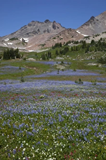 Images Dated 17th August 2012: WA, Goat Rocks Wilderness, Wildflower alpine meadow with Goat Rocks and Old Snowy