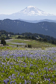 Public Lands Prints: WA, Goat Rocks Wilderness, Wildflower meadow, with Mount Adams