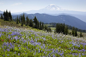 Images Dated 17th August 2012: WA, Goat Rocks Wilderness, Wildflower meadow, with Mount Adams