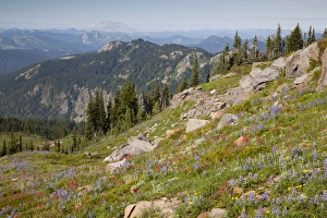 Images Dated 17th August 2012: WA, Goat Rocks Wilderness, Wildflower meadow with Mount Saint Helens in background