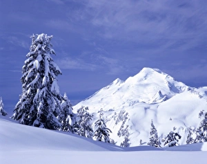 Kulshan Ridge Prints: WA, Heather Meadows Recreation Area, Mount Baker view from Kulshan Ridge at Artist s
