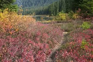 Images Dated 8th October 2007: WA, Henry M. Jackson Wilderness, trail at Lake Janus, colorful autumn foilage, huckleberry