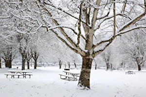 Images Dated 24th February 2011: WA, Issaquah, Lake Sammamish State Park