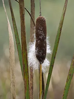 Images Dated 4th August 2020: WA, Juanita Bay Wetland, Cattail