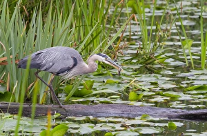 WA, Juanita Bay Wetland, Great Blue Heron (Ardea herodias)